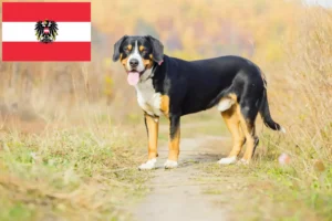 Read more about the article Entlebuch Mountain Dog Breeders and Puppies in Austria