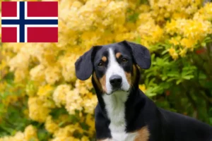 Read more about the article Entlebuch Mountain Dog Breeder and Puppies in Norway