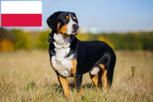 Read more about the article Entlebuch Mountain Dog Breeder and Puppies in Poland