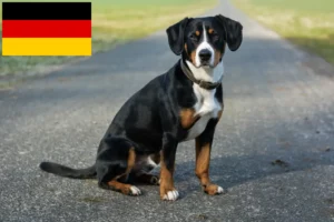 Read more about the article Entlebucher Mountain Dog Breeder and Puppies in Germany