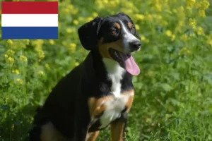 Read more about the article Entlebuch Mountain Dog Breeder and Puppies in the Netherlands