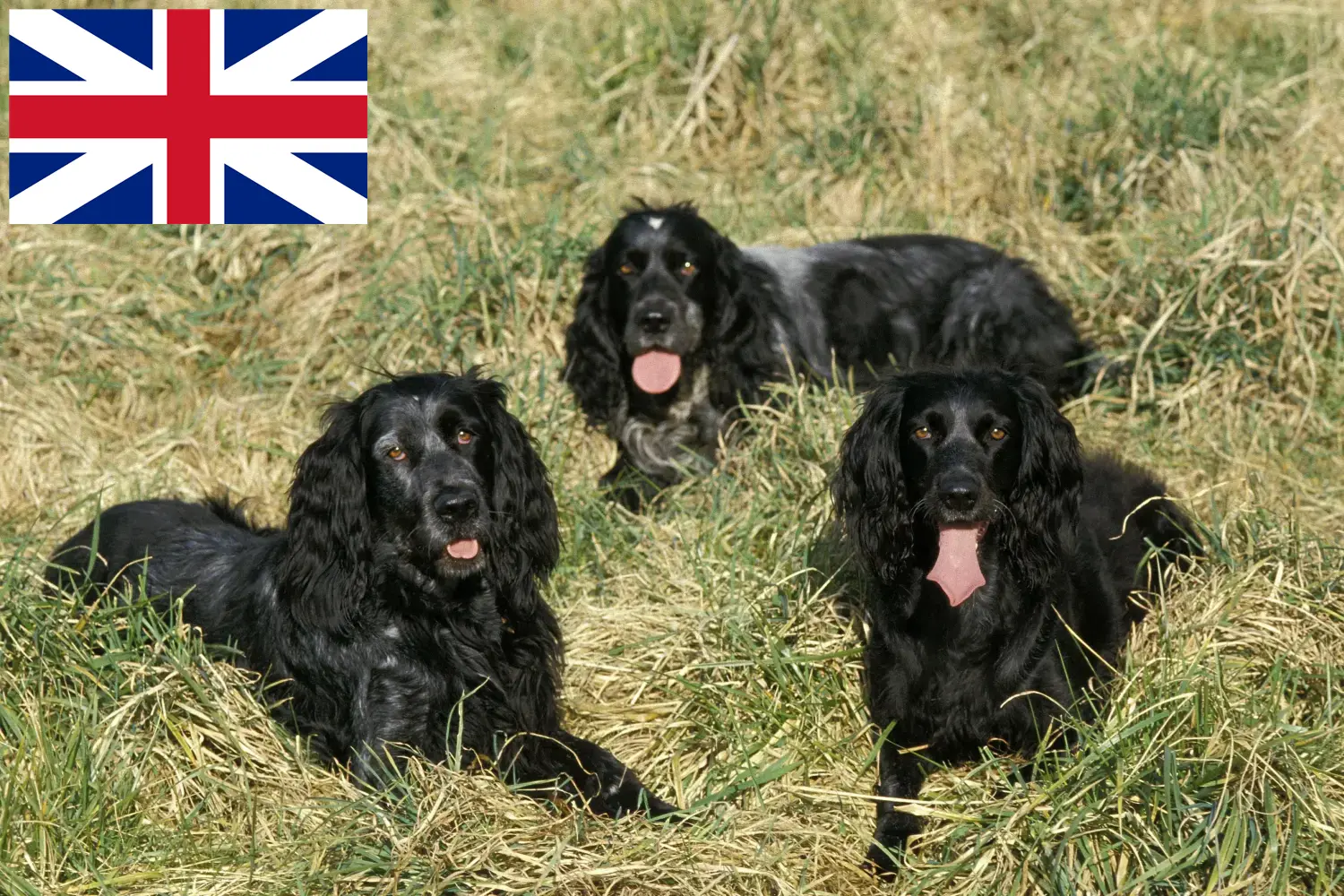 Read more about the article Epagneul Bleu de Picardie breeders and puppies in Great Britain