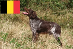 Read more about the article Epagneul Breton breeders and puppies in Belgium