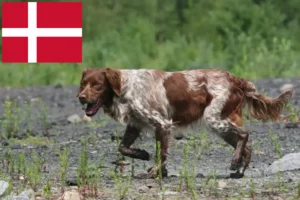 Read more about the article Epagneul Breton breeders and puppies in Denmark