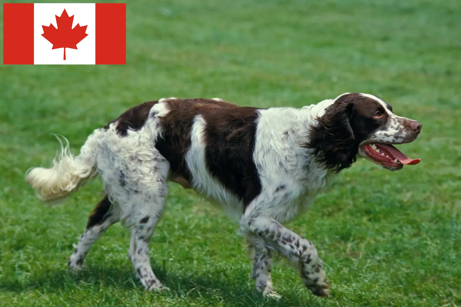 Read more about the article Épagneul français breeders and puppies in Canada