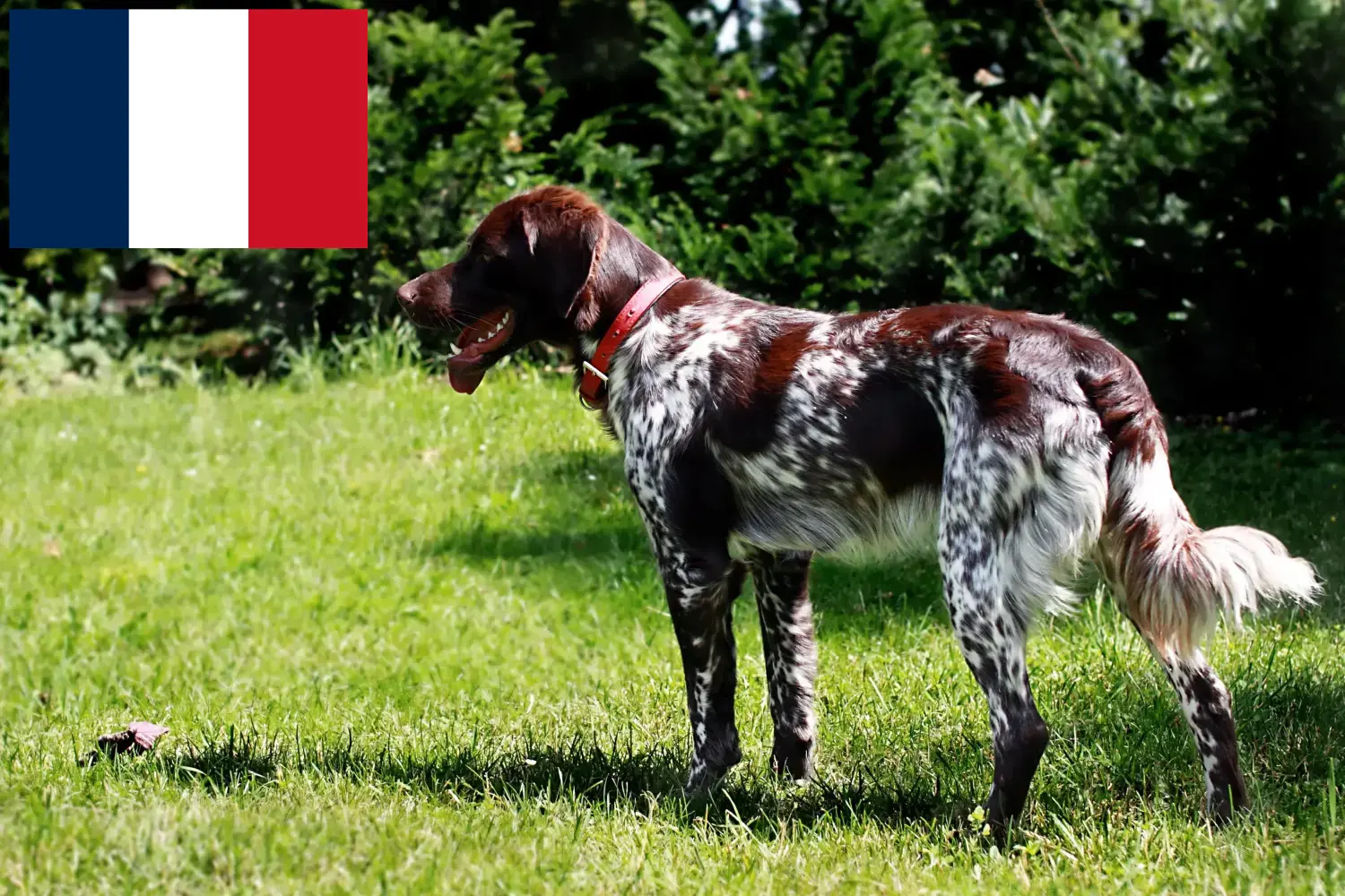 Read more about the article Épagneul français breeders and puppies in France