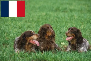 Read more about the article Épagneul Picard breeders and puppies in France