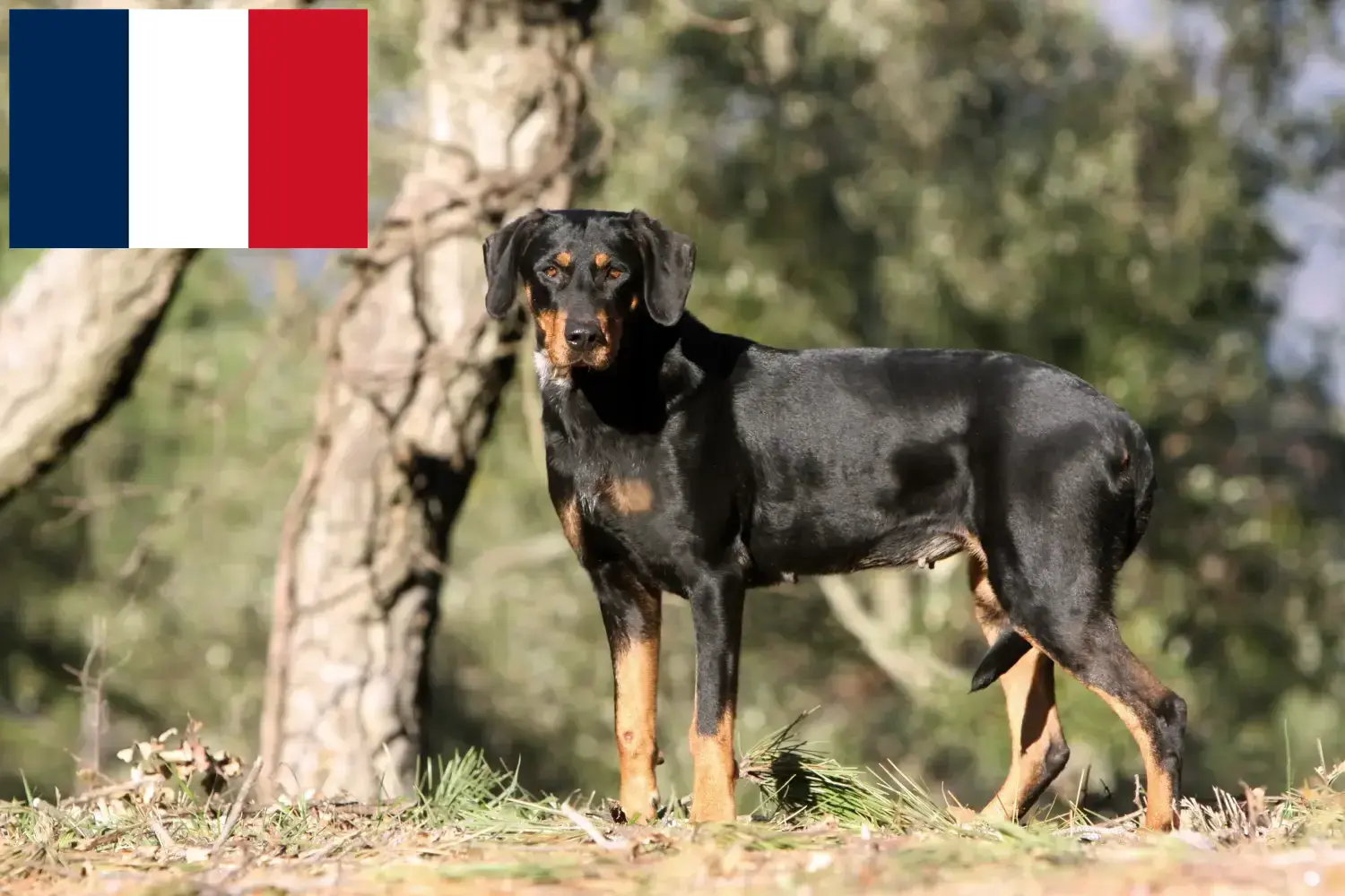 Read more about the article Erdélyi Kopó breeders and puppies in France