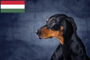 Read more about the article Erdélyi Kopó breeders and puppies in Hungary