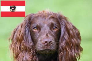 Read more about the article Field Spaniel breeders and puppies in Austria