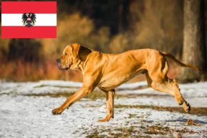 Read more about the article Fila Brasileiro breeders and puppies in Austria