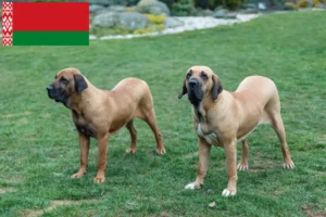 Read more about the article Fila Brasileiro breeders and puppies in Belarus