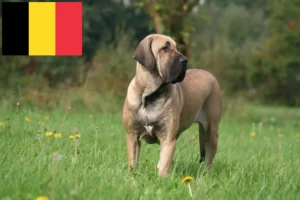 Read more about the article Fila Brasileiro breeders and puppies in Belgium