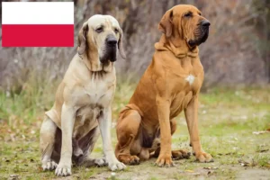 Read more about the article Fila Brasileiro breeders and puppies in Poland