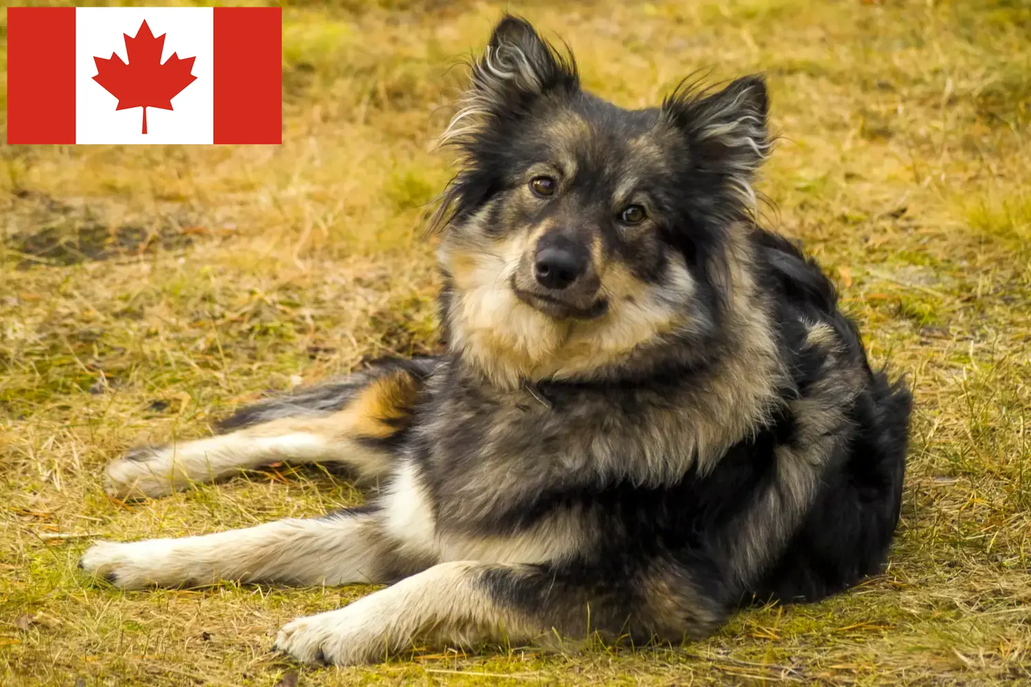 Read more about the article Finnish Lapphund breeders and puppies in Canada