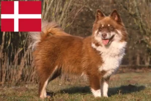 Read more about the article Finnish Lapphund breeders and puppies in Denmark