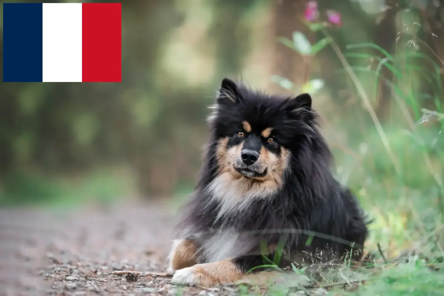 Read more about the article Finnish Lapphund breeders and puppies in France