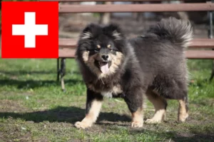 Read more about the article Finnish Lapphund breeders and puppies in Switzerland