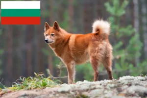 Read more about the article Finnspitz breeders and puppies in Bulgaria