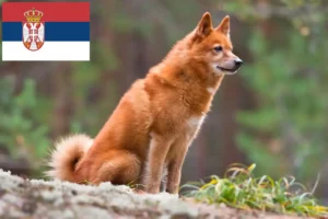 Read more about the article Finnspitz breeders and puppies in Serbia