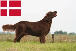 Read more about the article Flat Coated Retriever breeders and puppies in Denmark