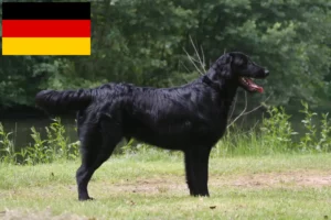 Read more about the article Flat Coated Retriever breeders and puppies in Germany