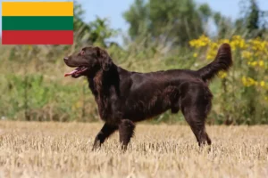 Read more about the article Flat Coated Retriever breeders and puppies in Lithuania