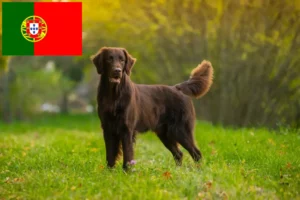 Read more about the article Flat Coated Retriever breeders and puppies in Portugal