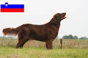 Read more about the article Flat Coated Retriever breeders and puppies in Slovenia