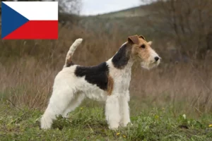 Read more about the article Fox Terrier breeders and puppies in the Czech Republic