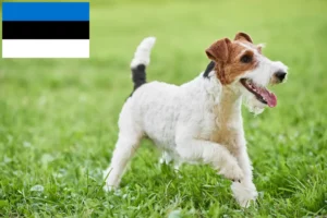 Read more about the article Fox Terrier breeders and puppies in Estonia