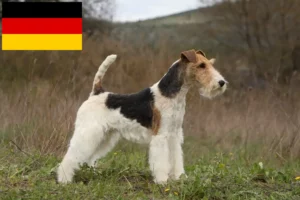 Read more about the article Fox Terrier breeders and puppies in Germany