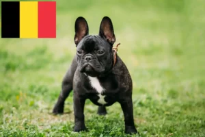 Read more about the article French Bulldog breeders and puppies in Belgium