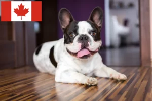 Read more about the article French Bulldog breeders and puppies in Canada