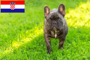 Read more about the article French Bulldog breeders and puppies in Croatia