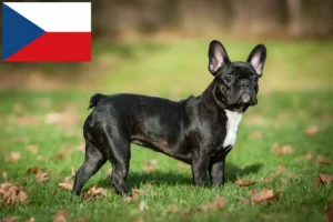 Read more about the article French Bulldog breeders and puppies in the Czech Republic