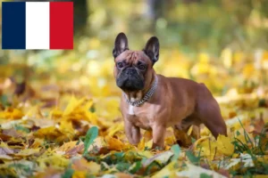 Read more about the article French Bulldog breeders and puppies in France