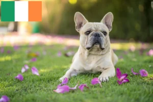 Read more about the article French Bulldog breeders and puppies in Ireland