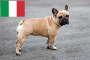 Read more about the article French Bulldog breeders and puppies in Italy