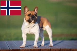 Read more about the article French Bulldog breeders and puppies in Norway