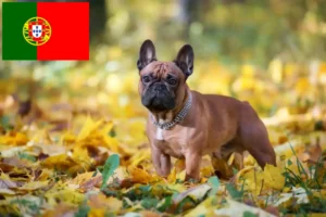 Read more about the article French Bulldog breeders and puppies in Portugal