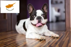 Read more about the article French Bulldog breeders and puppies in Cyprus