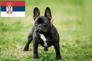 Read more about the article French Bulldog breeders and puppies in Serbia