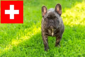 Read more about the article French Bulldog breeders and puppies in Switzerland