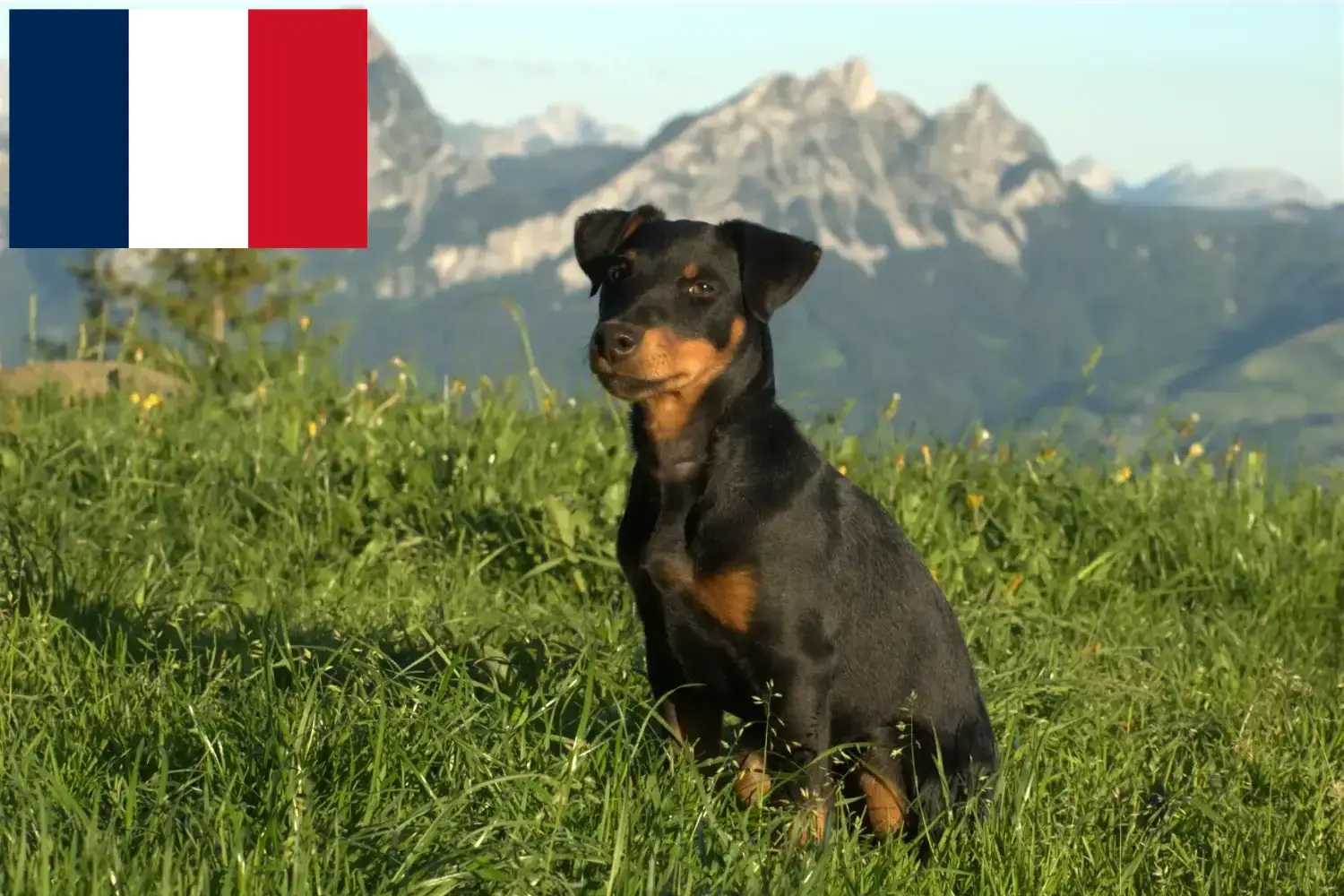 Read more about the article German Hunting Terrier breeders and puppies in France