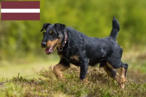 Read more about the article German Hunting Terrier Breeder and Puppies in Latvia