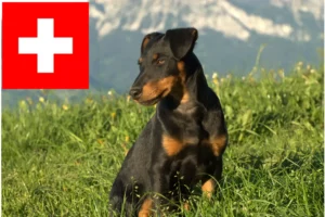 Read more about the article German Hunting Terrier breeders and puppies in Switzerland