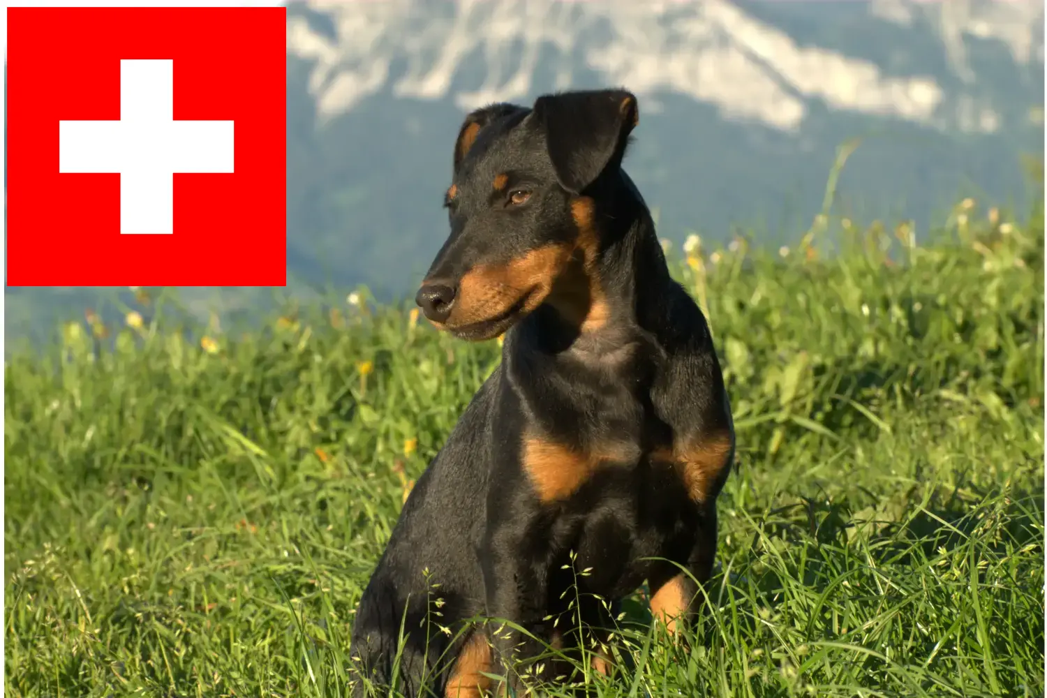 Read more about the article German Hunting Terrier breeders and puppies in Switzerland