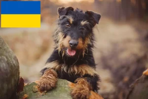 Read more about the article German Hunting Terrier breeders and puppies in Ukraine