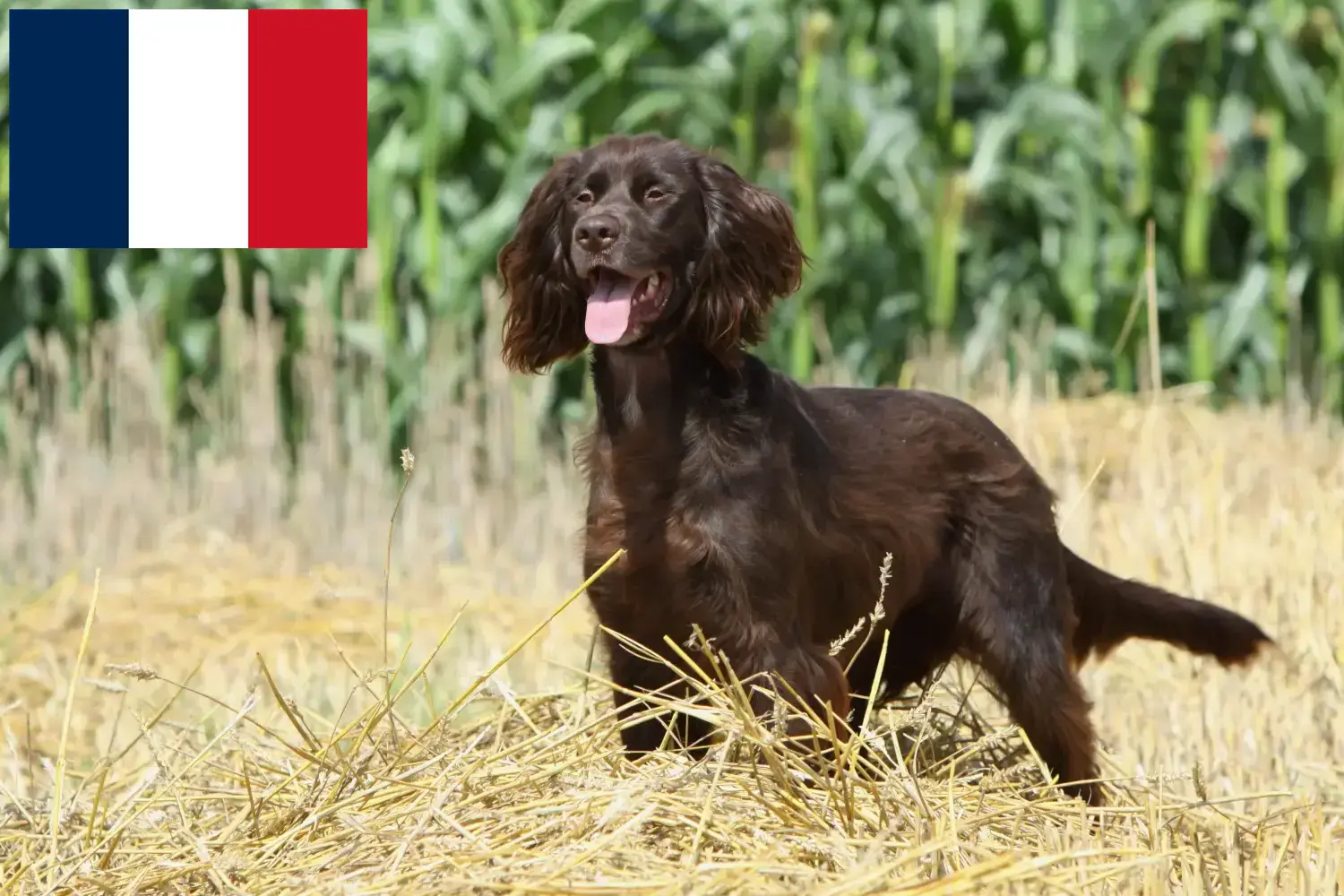 Read more about the article German Longhair breeders and puppies in France